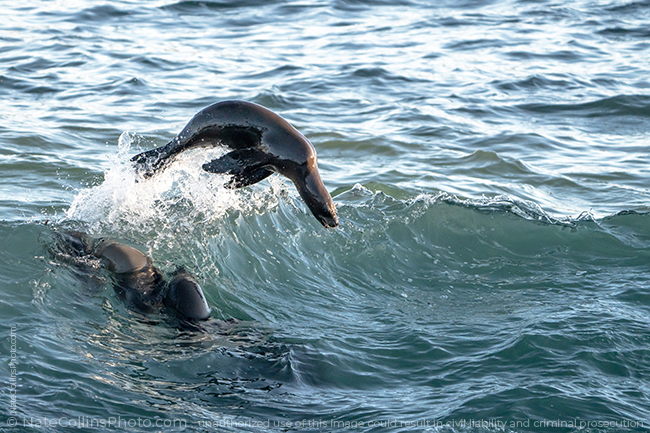 A Sea Lion leaps from the top of a rising wave over swimming Sea Lions in La Jolla Cove on a San Diego morning.
